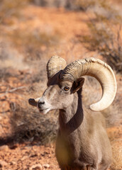 Desert Bighorn Sheep Ram in the Valley of Fire state Park in the Nevada Desert in Winter