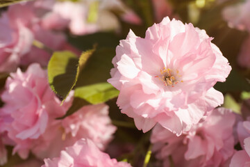 Beautiful blossoming sakura tree with pink flowers, closeup
