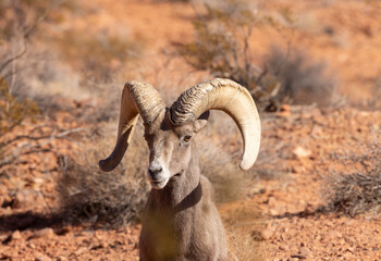 Desert Bighorn Sheep Ram in the Valley of Fire state Park in the Nevada Desert in Winter