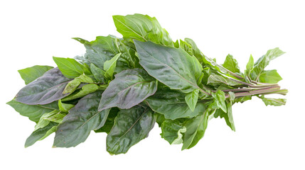 Obraz premium Fresh Basil Leaves on Transparent Background - Culinary Herb Thai Basil