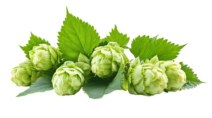 Fresh Green Hop Cones and Leaves Isolated on Transparent Background