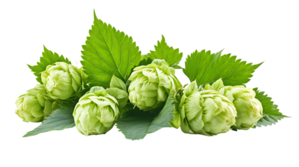 Fresh Green Hop Cones and Leaves Isolated on Transparent Background