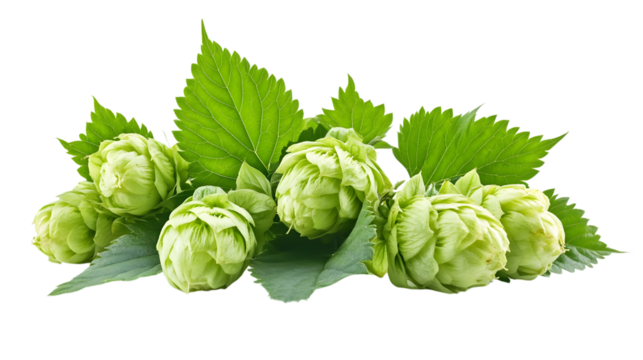 Fresh Green Hop Cones and Leaves Isolated on Transparent Background