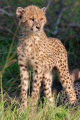 Guépard et ses petits