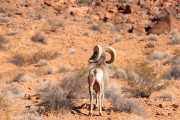 Desert Bighorn Sheep Ram in the Valley of Fire state Park in the Nevada Desert in Winter