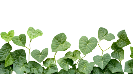 Fresh Kudzu Plant Isolated on Transparent Background for Design Projects
