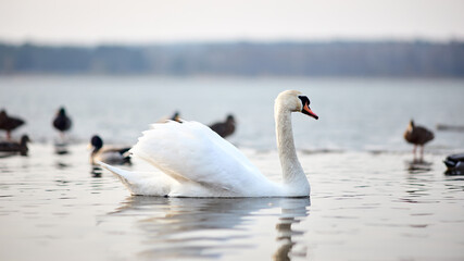 Fototapeta premium Lonely legant swan swims serenely across lake in sunset. Ducks paddle nearby. Selective focus 16x9 shot.