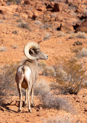 Desert Bighorn Sheep Ram in the Valley of Fire state Park in the Nevada Desert in Winter