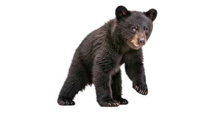 American black bear cub with soft black fur and playful pose, standing on hind legs, isolated on white