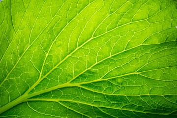 Green leafy vegetables macro,Savoy Cabbage Leaf Texture Macro Background