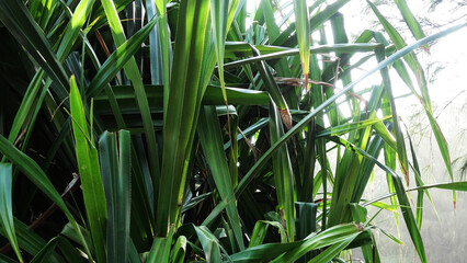 Wild plants with long bright green leaves