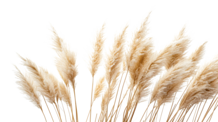 Professional Pampas Grass Isolated on Transparent Background for Creative Design Projects