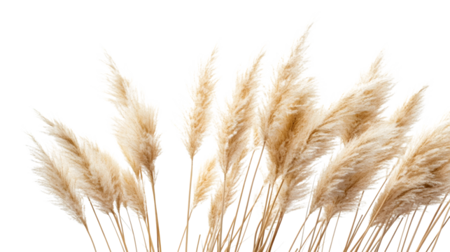 Professional Pampas Grass Isolated on Transparent Background for Creative Design Projects