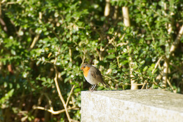 European robin (Erithacus rubecula) sitting on a stone in Zurich, Switzerland