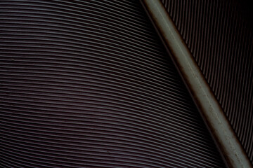 Obraz premium Black feather macro,black feather pigeon macro photo. texture or background,Fragment of bird's feather, close-up. Toned