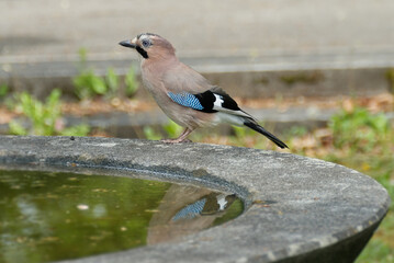Eurasian Jay (Garrulus glandarius) sitting on the edge of water fountain in Zurich, Switzerland