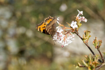 Large tortoiseshell (Nymphalis polychloros) butterfly perched on a white flower in Zurich, Switzerland