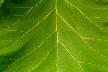 Close-up of leaves,Tobacco garden with green leaves. Super macro close up of fresh tobacco leaves....
