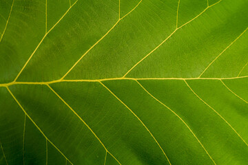 Close-up of leaves,Tobacco garden with green leaves. Super macro close up of fresh tobacco leaves....
