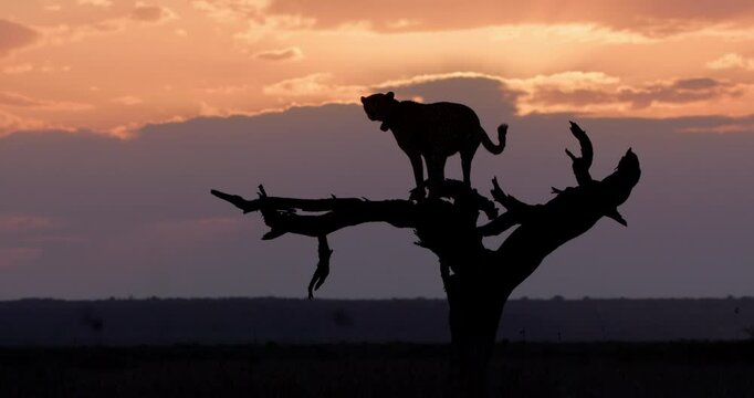 Extreme wide silhouette shot of a collard cheetah (Acinonyx jubatus) surveying the savannah while on top of a dead tree at sunset in Kenya.