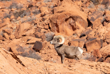 Desert Bighorn Sheep Ram in the Valley of Fire state Park in the Nevada Desert in Winter