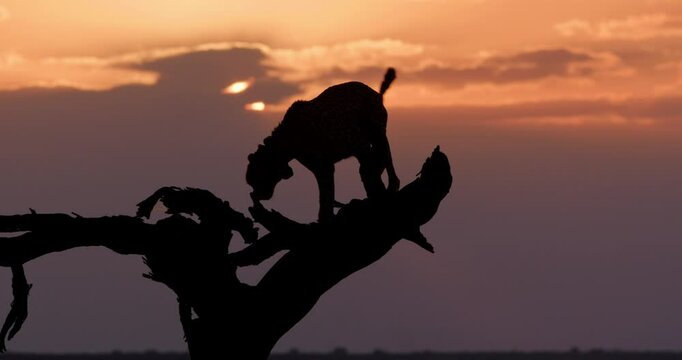 Wide silhouette shot of a collard cheetah (Acinonyx jubatus) moving around the top of a dead tree at sunset in Kenya.