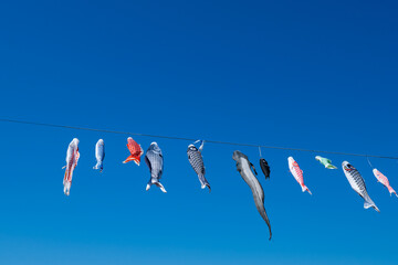 Fototapeta premium Koinobori (Japanese carp streamer) under the blue sky. Japanese child's day concept.