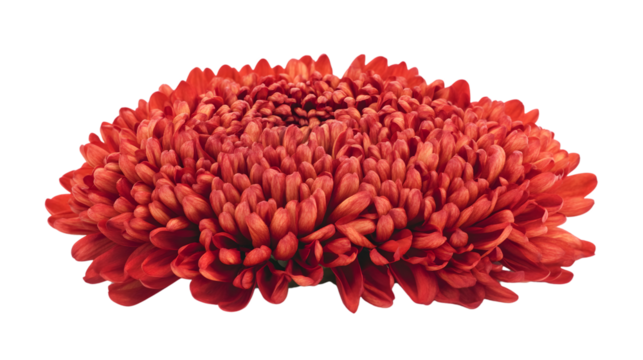 Vibrant Red Chrysanthemum Flower on Transparent Background for Designers and Creatives