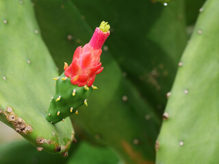 Red Flower Bud on Prickly Pear Cactus
