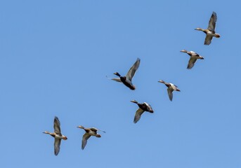 Fototapeta premium Flock of wild ducks soaring freely against a clear blue expanse in avian migration