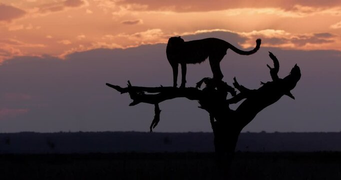 Wide silhouette shot of a collard cheetah (Acinonyx jubatus) jumping down from a tree top after scanning the savannah at sunset in Kenya.
