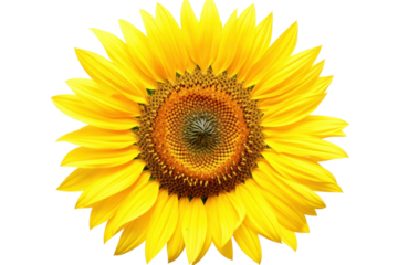Radiant sunflower: A sun-kissed sunflower presents a vibrant display of nature's beauty, its petals fully bloomed, reaching towards the light, creating a sense of warmth and happiness.