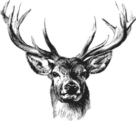 Detailed black and white illustration of a deer head with large antlers. Vector illustration