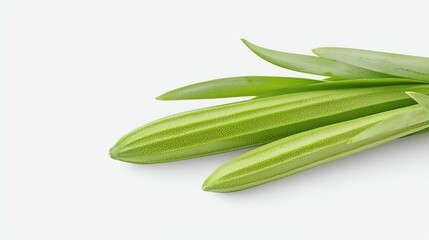 Green patterned plant leaves on white background