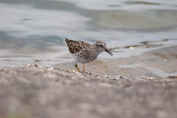 Small Least Sandpiper At the waters edge