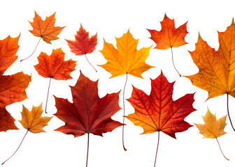 Obraz premium Colorful autumn maple leaves isolated on white background with shades of red, orange, yellow, and brown ai generated