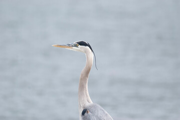 Great Blue Heron Portrait