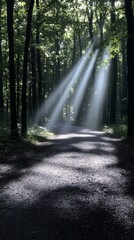 Obraz premium Sunlight beams in a peaceful forest, creating a serene and natural atmosphere