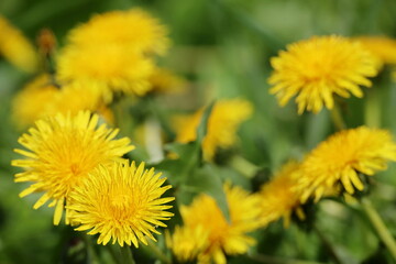 Blooming dandelion, spring flower in green grass. Meadow with dandelions