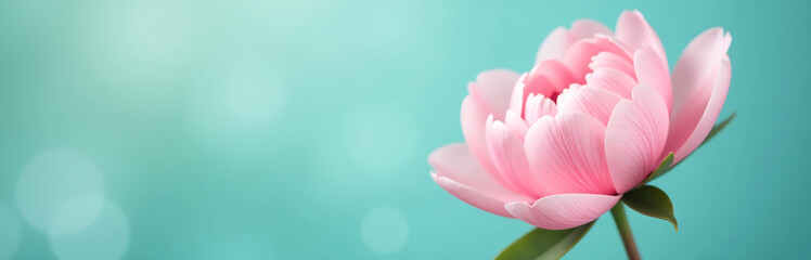 Fototapeta premium delicate peony flower blooms shallow focus soft pink petals unfurling center blurred turquoise