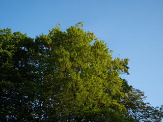 Obraz premium green tree in spring in the morning with blue sky