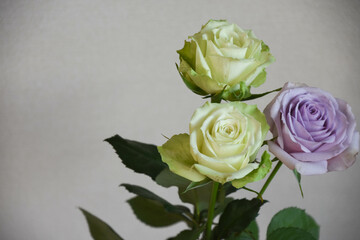 緑と紫のばら
