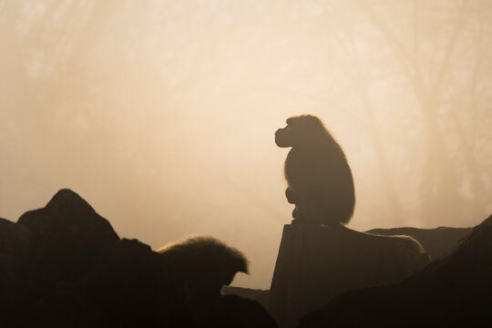 Foto di sagome di babbuini alla luce dell'alba