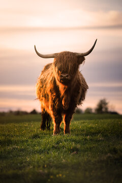 Brown Scottish Highland Cattle with long horns lies on the field in the warm light of sunset