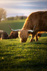 Brown Scottish Highland Cattle with long horns lies on the field in the warm light of sunset
