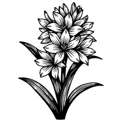 Monochrome hyacinth illustration showing detailed floral and stem components