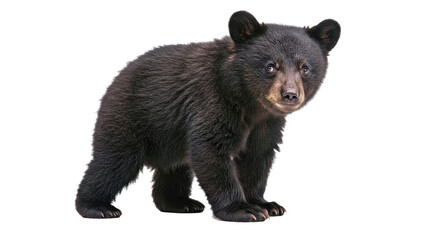American black bear cub with soft black fur and playful pose, standing on hind legs, isolated on white
