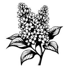 Elegant monochrome illustration of a lilac branch, featuring intricate floral details