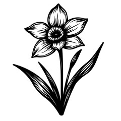 Delicate Floral Art: A Detailed Engraving of a Spring Narcissus Blossom