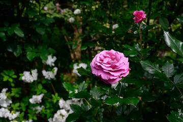 ピンクのバラ